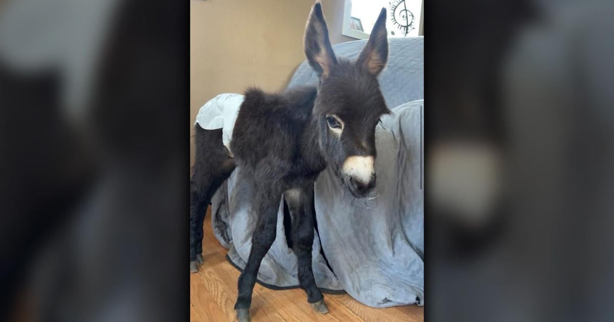 Coverage image for: Cedartown Police tase, then fatally shoot one-year-old donkey during search for missing child