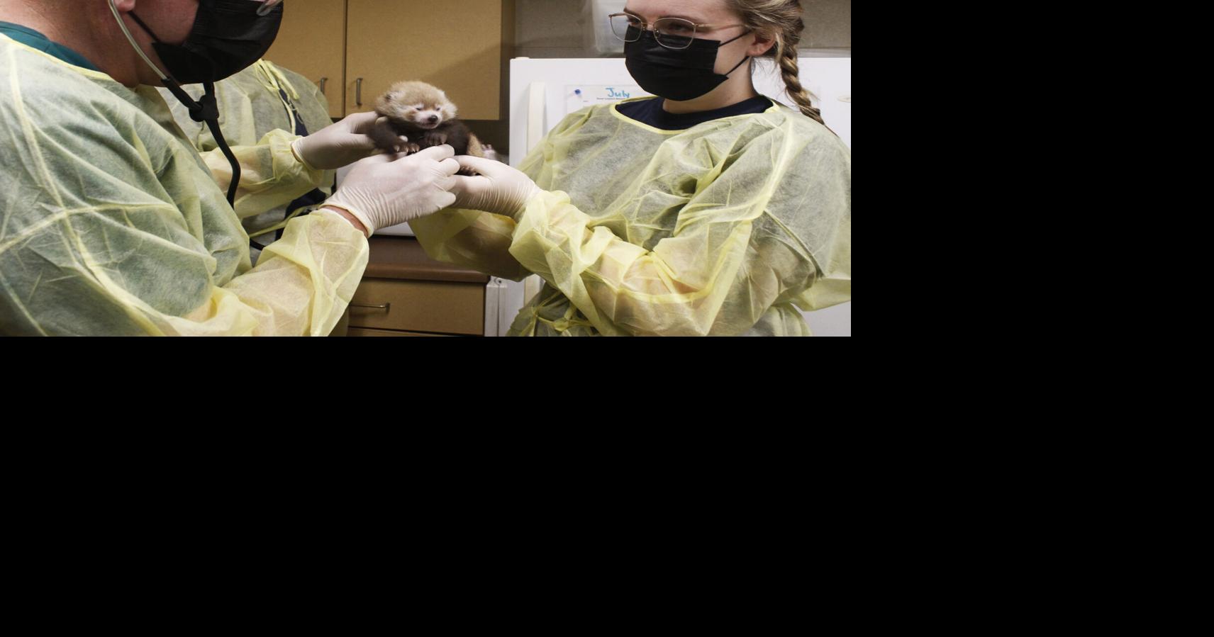 Chattanooga Zoo celebrates first red panda born in eight years | Local ...
