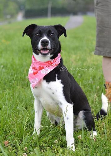 Ambrosia, spayed female .jpg