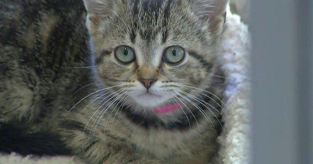 3 Plus Your Pets- Northgate Animal Hospital | Local 3 Plus You | 3 Plus Your Pets- Northgate Animal Hospital | Local 3 Plus You |