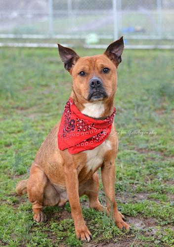 Buck, neutered male .jpg