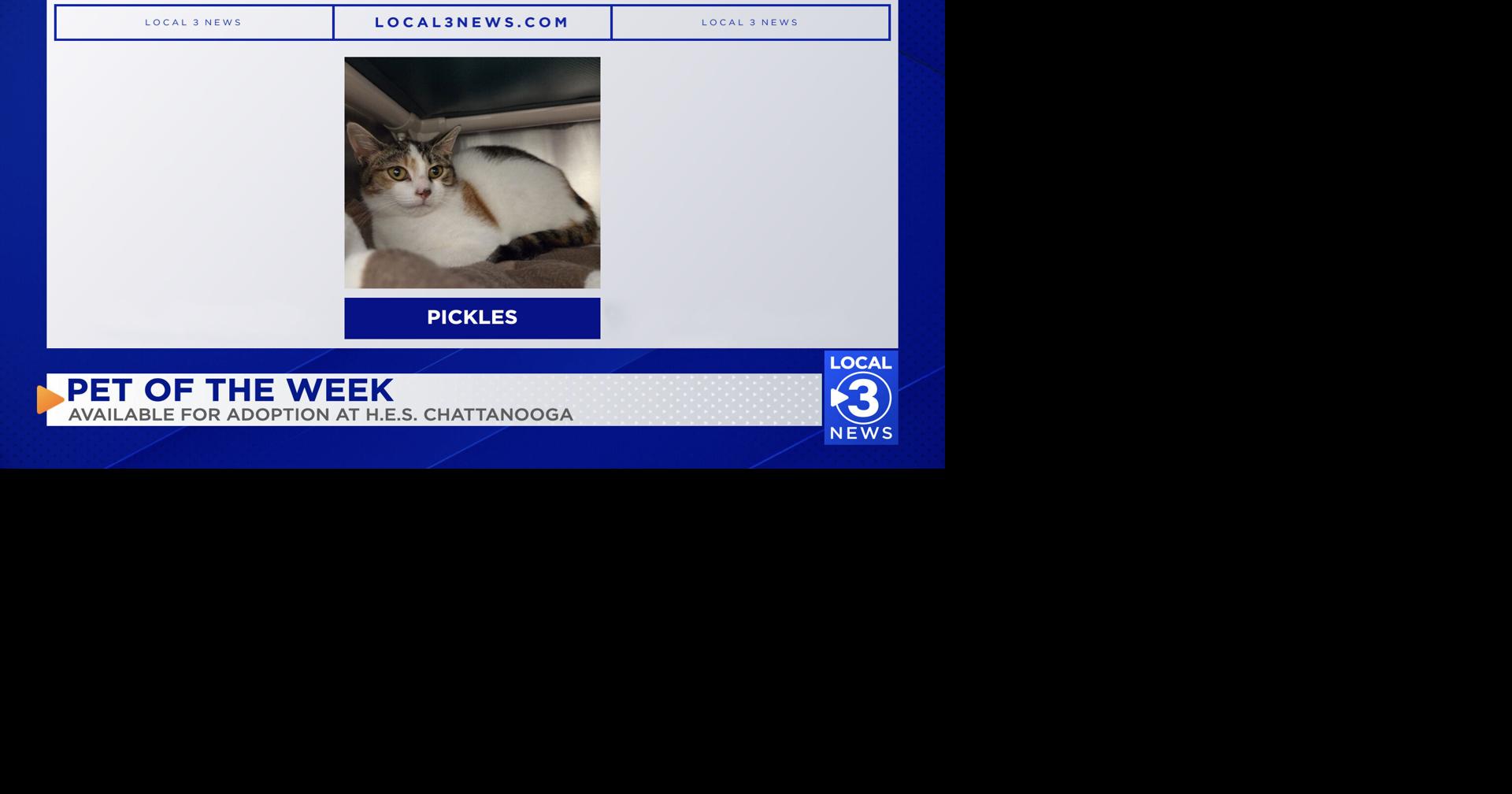 Pickles the cat up for adoption at Humane Educational Society of Chattanooga