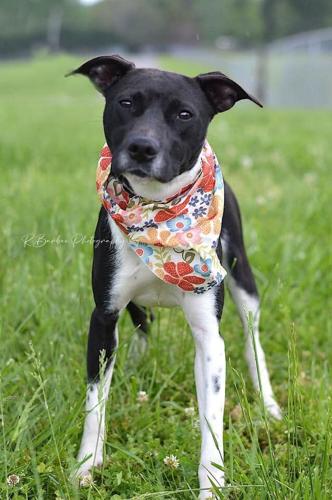 Cameo, spayed female .jpg