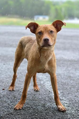 Clancy, neutered male .jpg