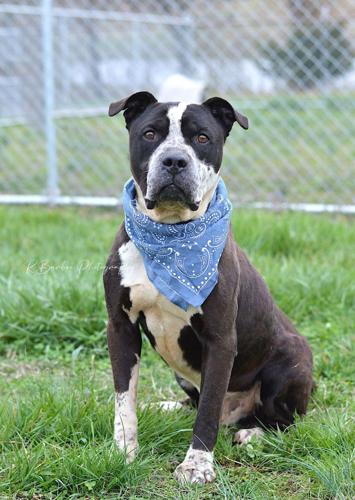 Hogan, matured male .jpg