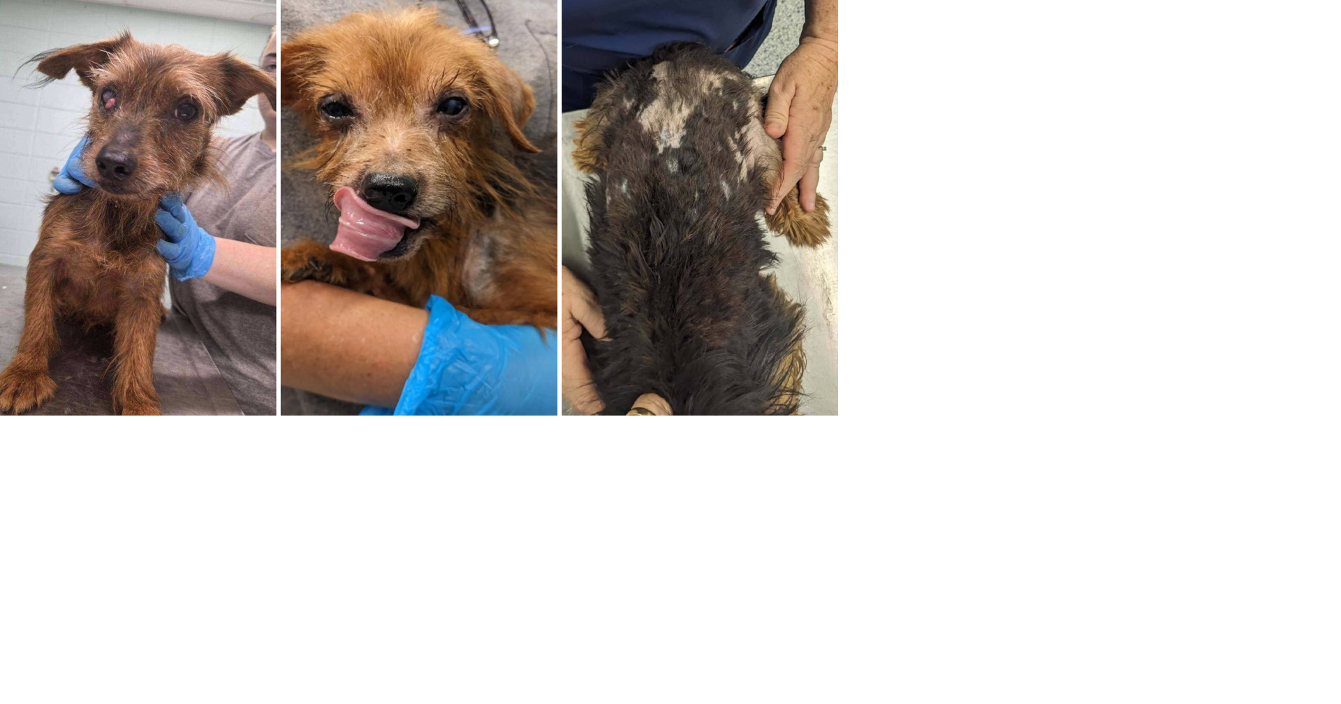 'Horrific' hoarding case in Athens leads to rescue of 40+ dogs