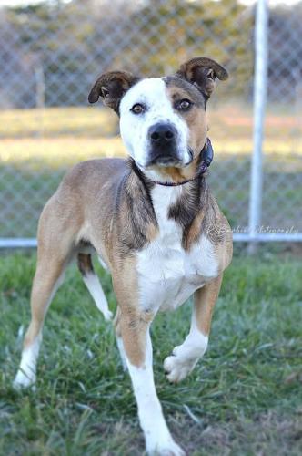 Hoss, neutered male .jpg