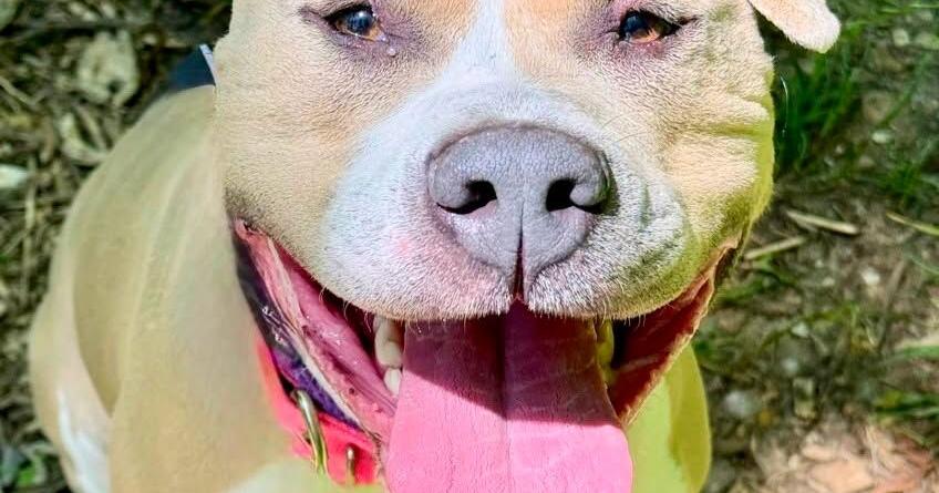 HES july adoptions.jfif