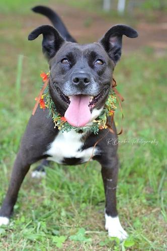 Johnna, spayed female .jpg