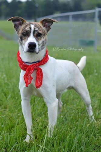 Rowan, neutered male .jpg