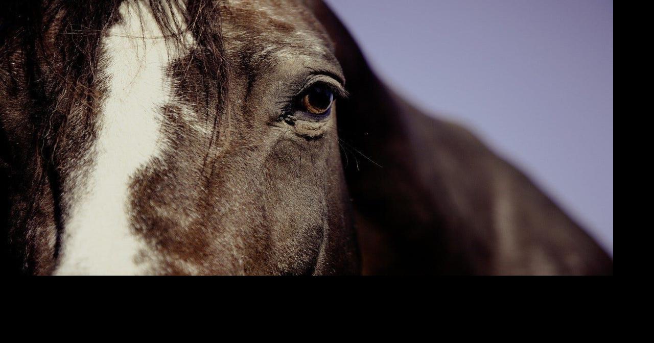 Horse herpes outbreak being monitored in Tennessee