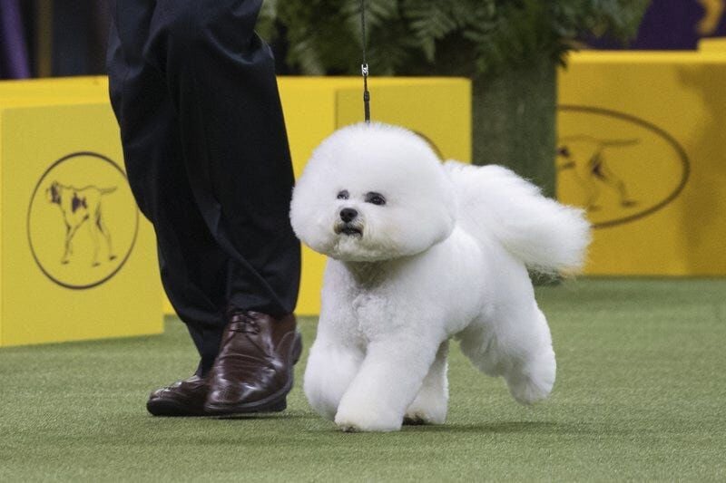 SKYY SHOWERING TOPDOG