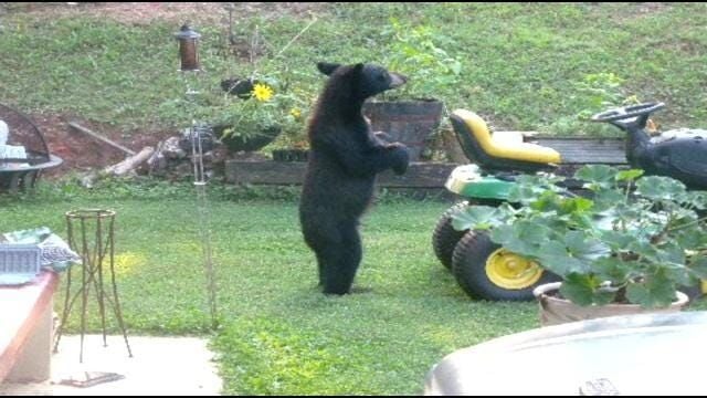 Bear sightings increasing in East TN