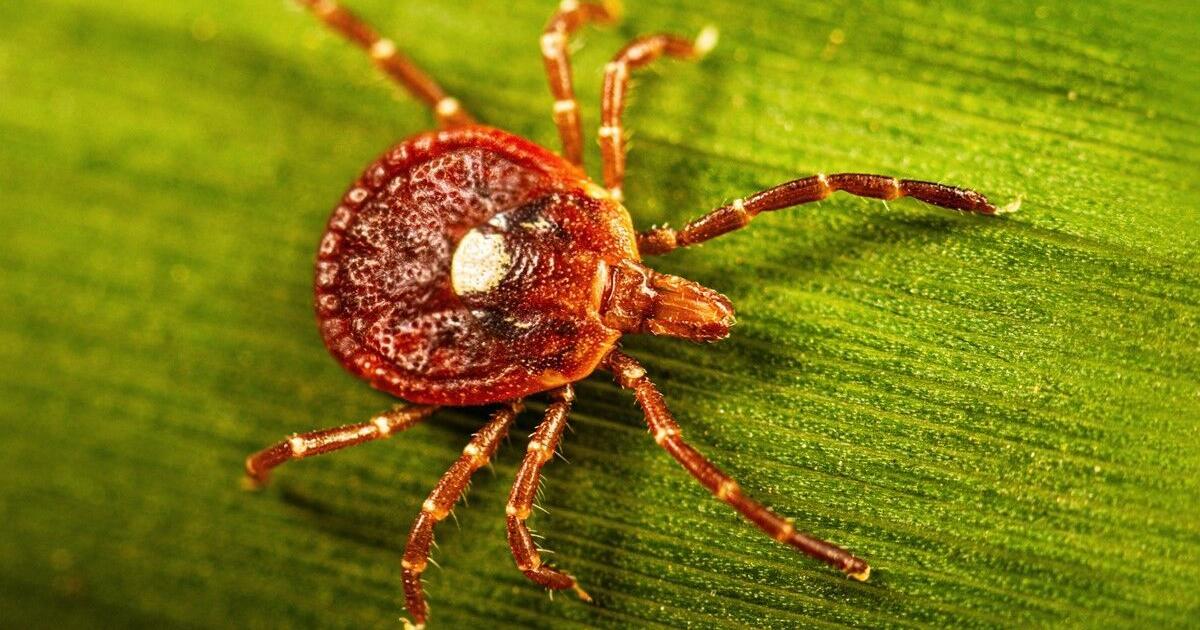 Doctors expect tick surge across Tennessee Valley after mild winter