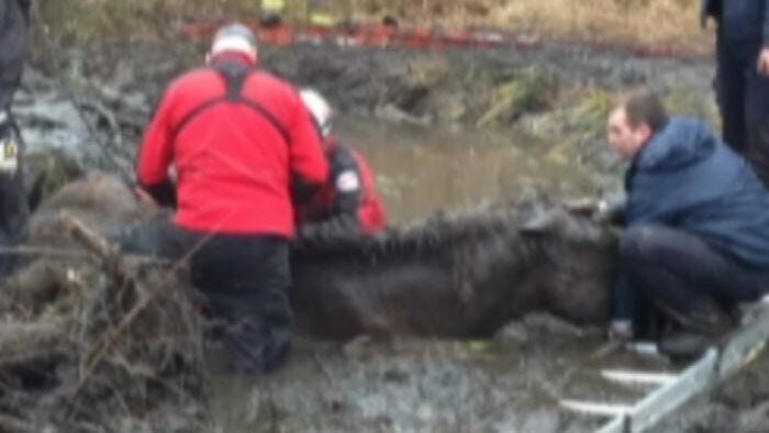 Draft horse rescued after getting stuck in a bog | What's Trending ...