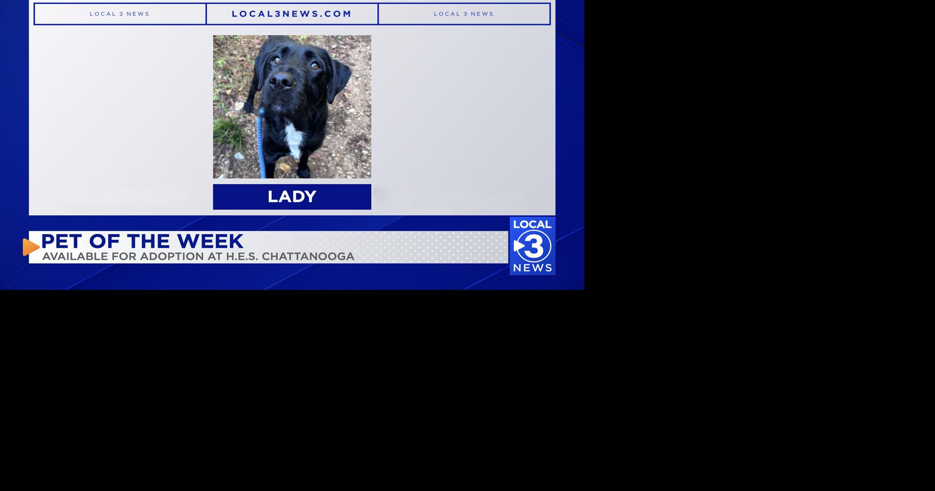 Lady the dog up for adoption at Humane Educational Society of Chattanooga