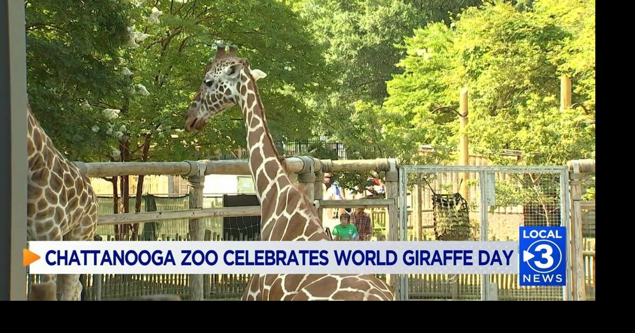 Chattanooga Zoo celebrating World Giraffe Day | Local News | local3news.com