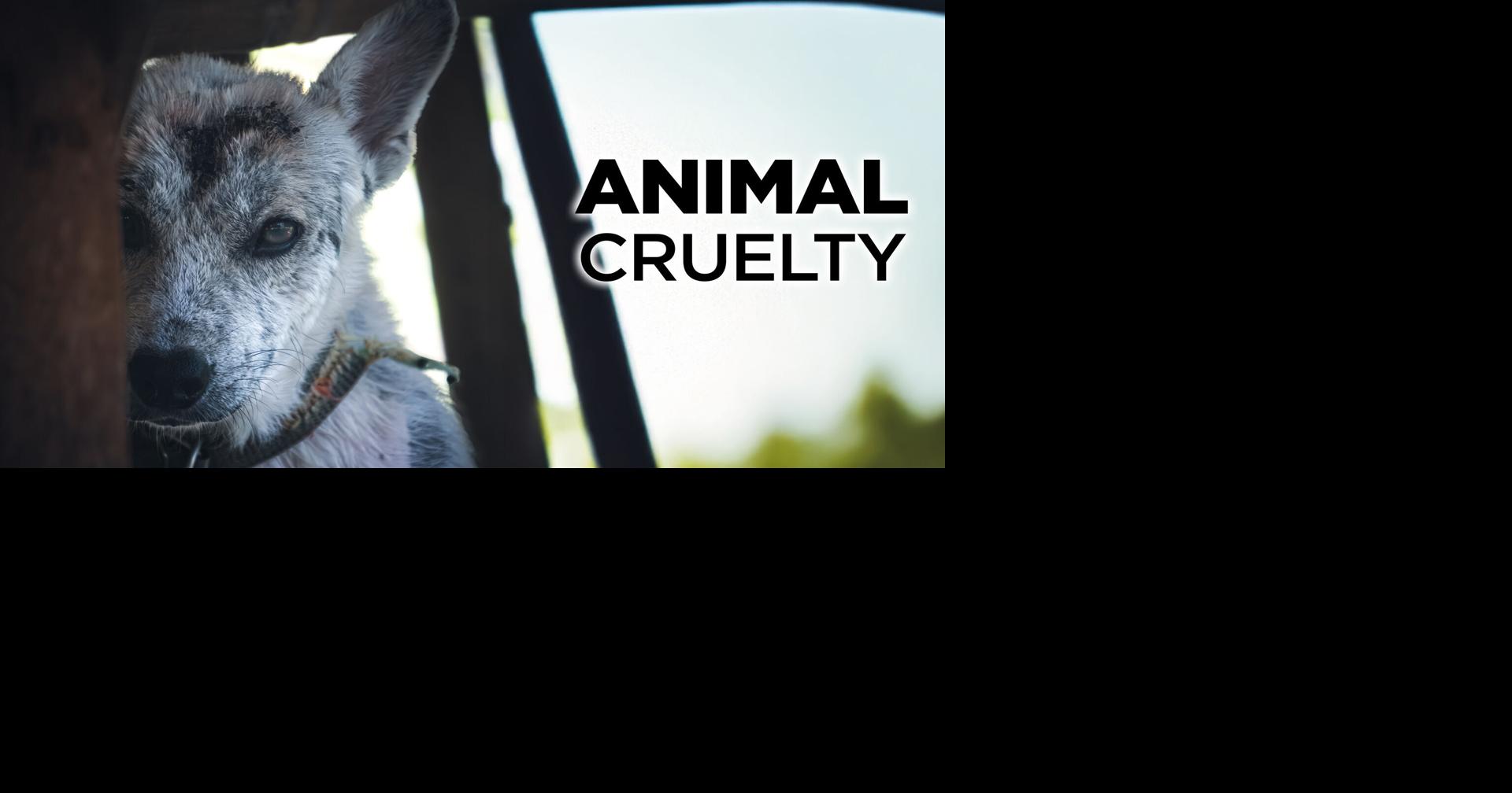 Georgia couple faces charges for neglecting dog to death | Local News ...