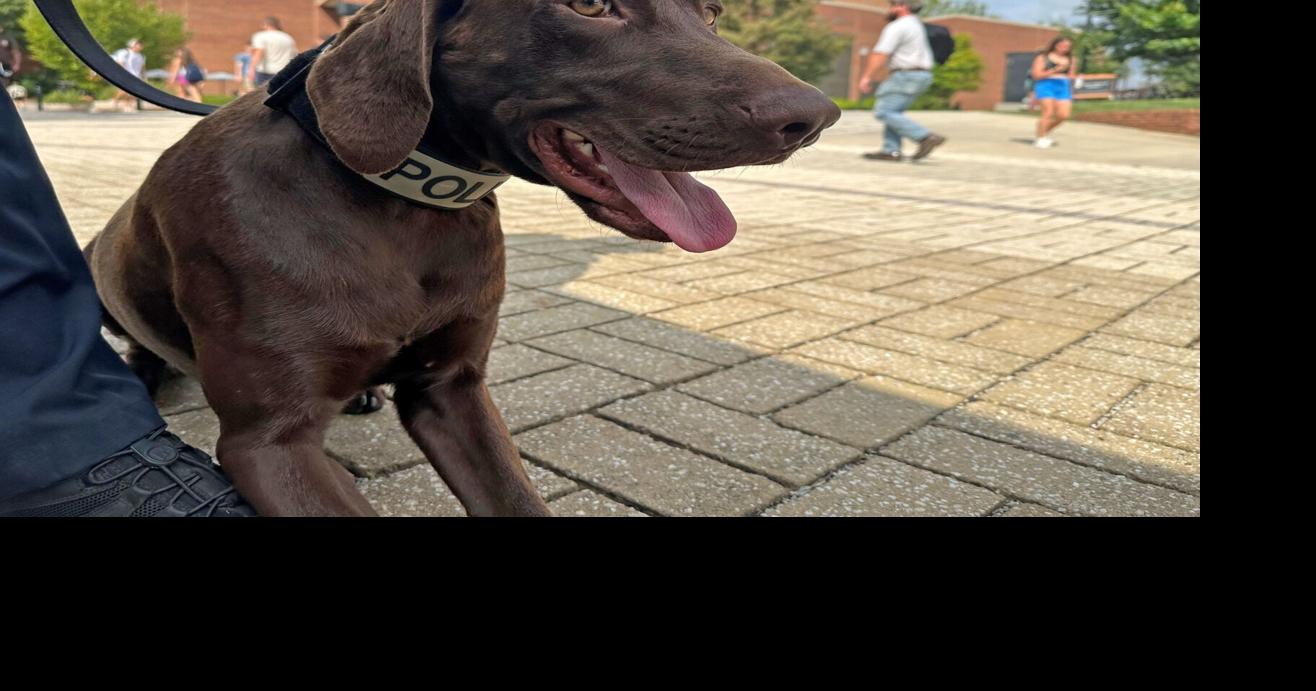 University of Tennessee Police K9 fatally struck by vehicle near handler's home