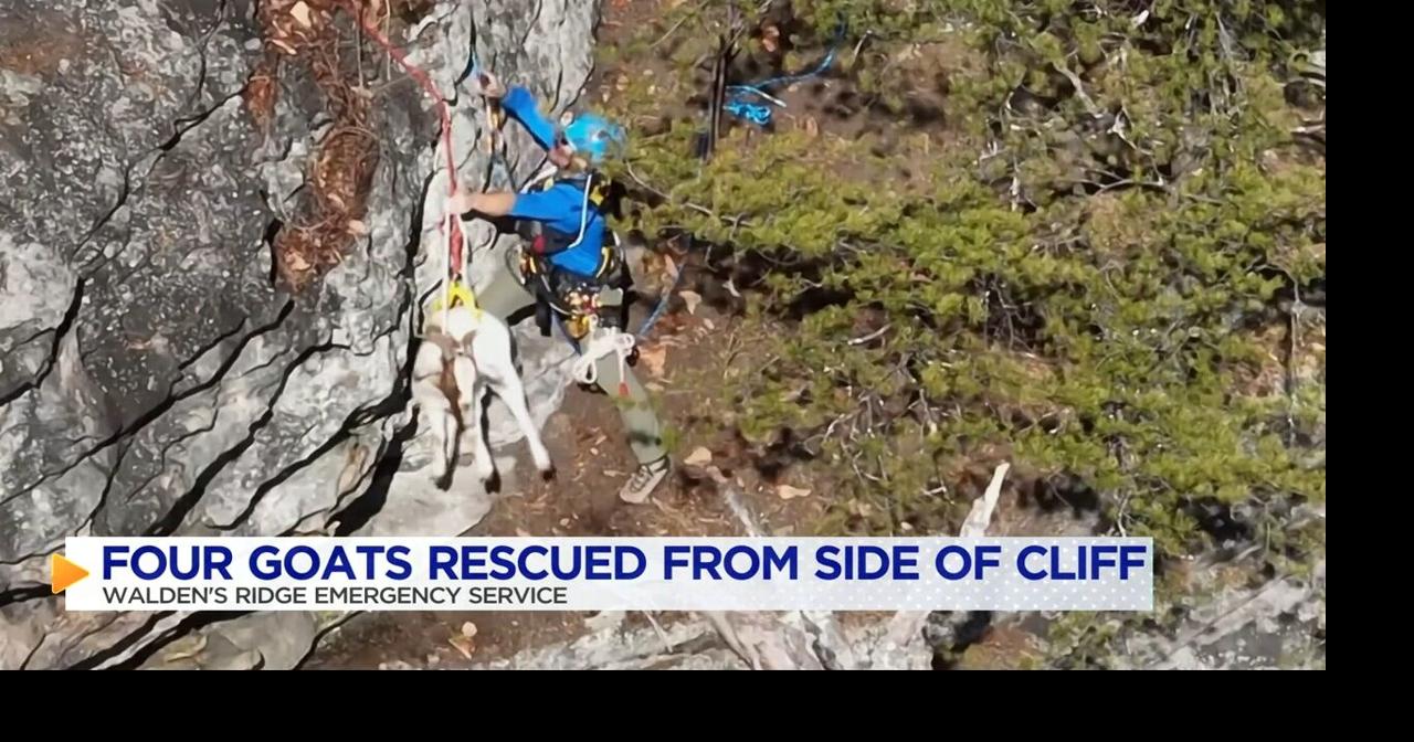 Goats rescued after being stranded on ledge for almost 2 weeks | Local ...