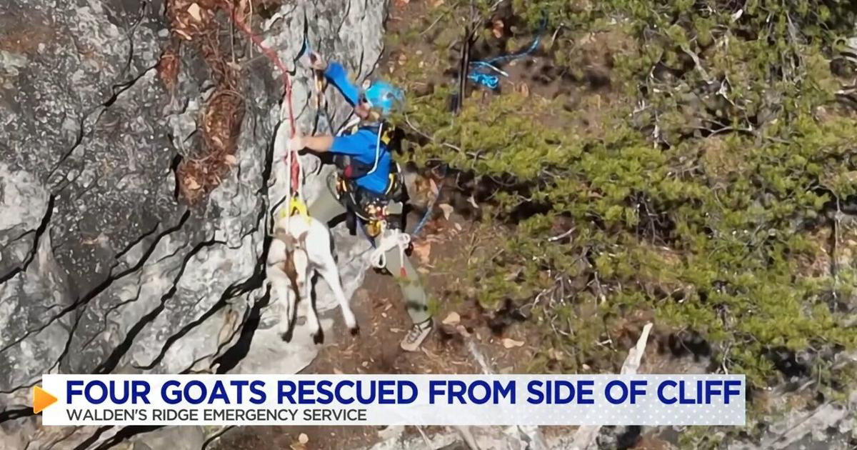 Goat Rescued Goats rescued after being stranded on ledge for almost 2 weeks | Local ...