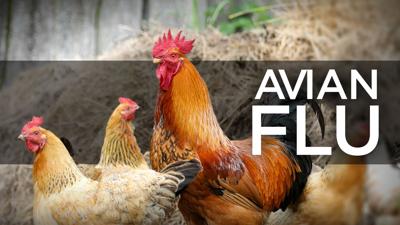 Avian flu detected in west TN commercial flock | Tennessee | local3news.com