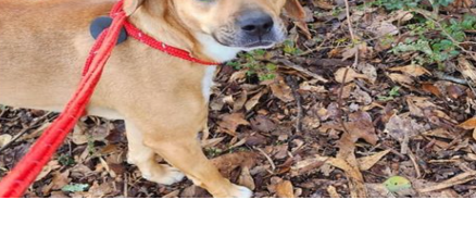 Chattanooga HES searches for missing dog last seen near Mountain Creek Rd - Vimarsana News