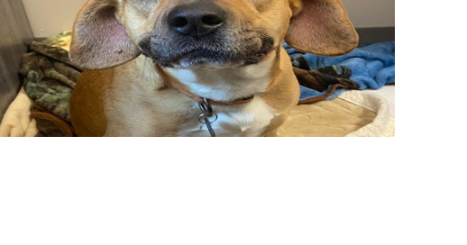 UPDATE: Missing foster dog found and returned back to Chattanooga HES - Vimarsana News