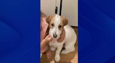 Owner of local animal rescue organization accused of stealing dog ...