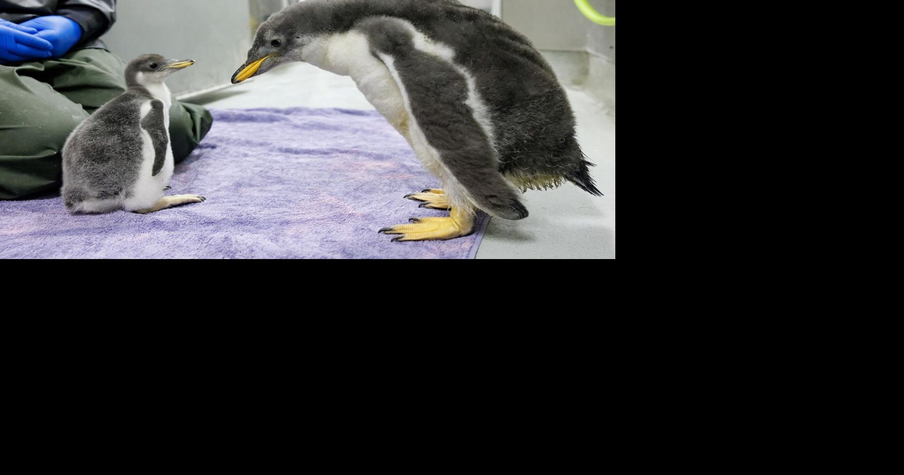Tennessee Aquarium reveals genders of new penguin chicks