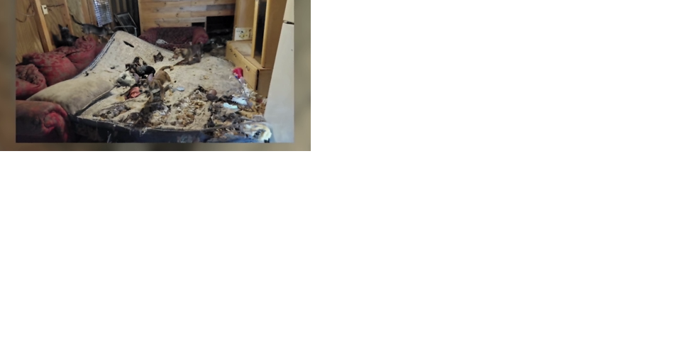 Dogs found in awful living conditions at Polk County home now safe at local shelter - Vimarsana News