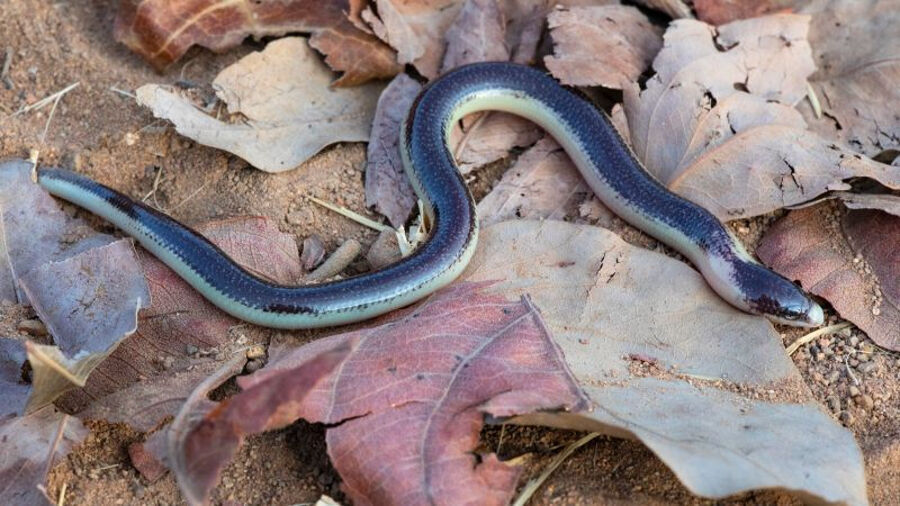 A Legless Lizard And Hundreds Of Other New Species Were Discovered In ...