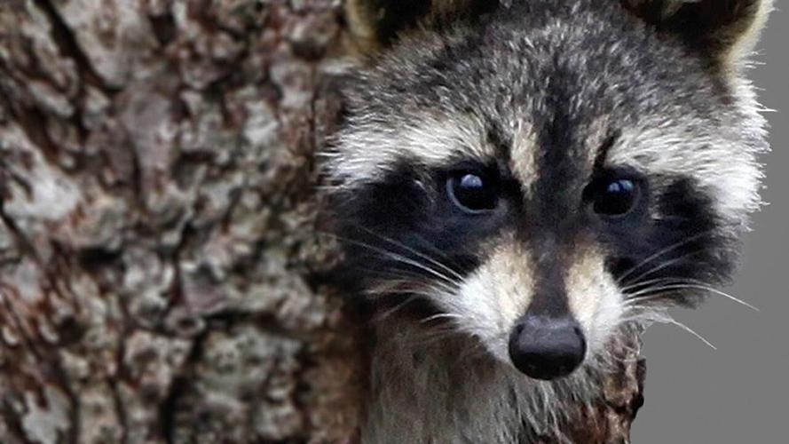 Raccoon attack in Chatsworth leads to public warning about approaching ...