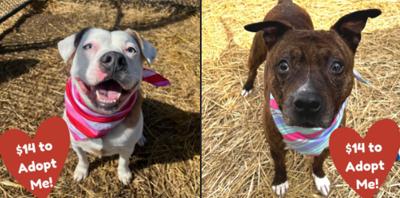 Mckamey adoptions top