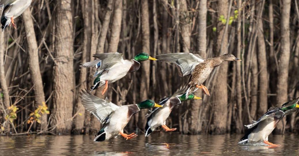 Waterfowl hunting season to open in Tennessee
