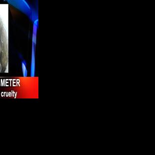UPDATE: Puppy mill owner charged with one county of animal cruelty ...