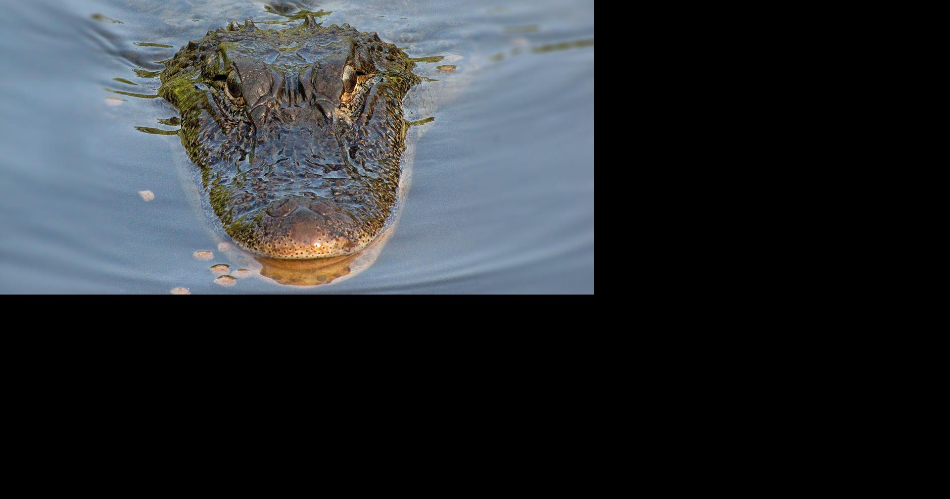 A man suffers 'serious injuries' after being attacked by an alligator ...