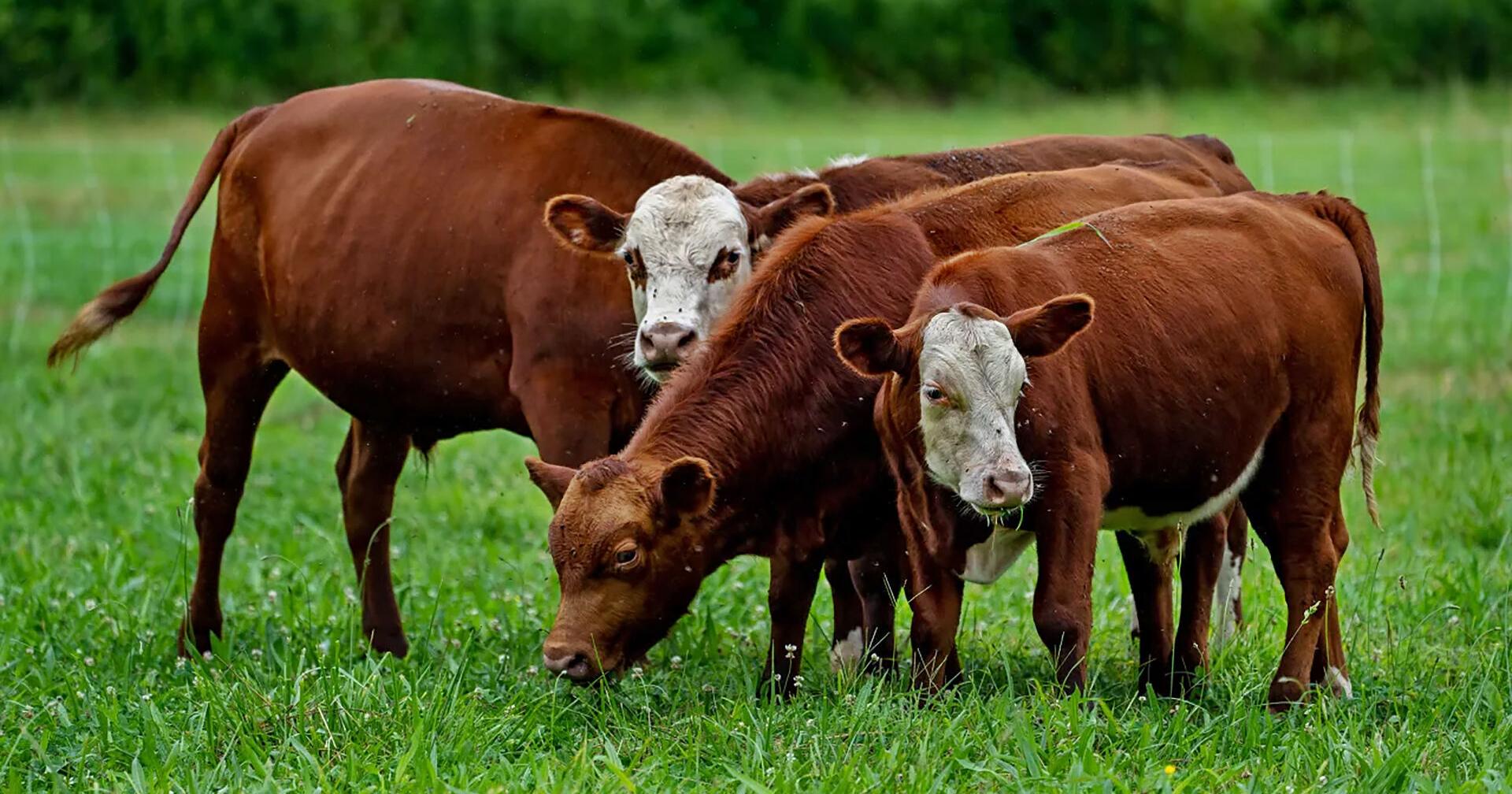 Hamburgers and steaks are big climate problem, but could new grazing practices be the answer? - Vimarsana News