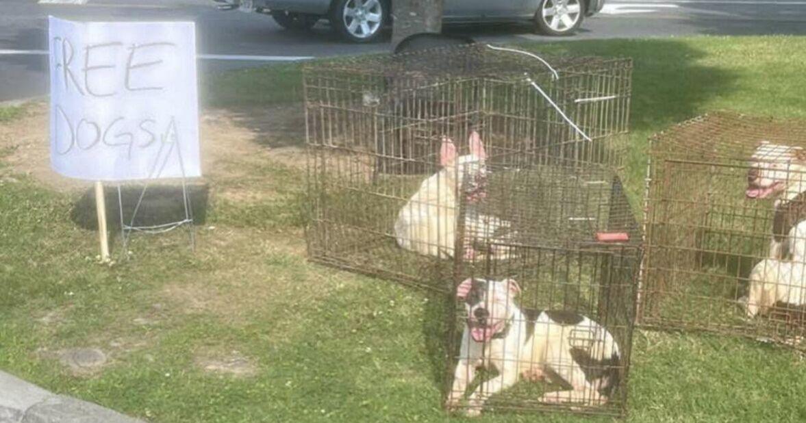 Dalton man charged after dogs found in small cages in front of Walmart