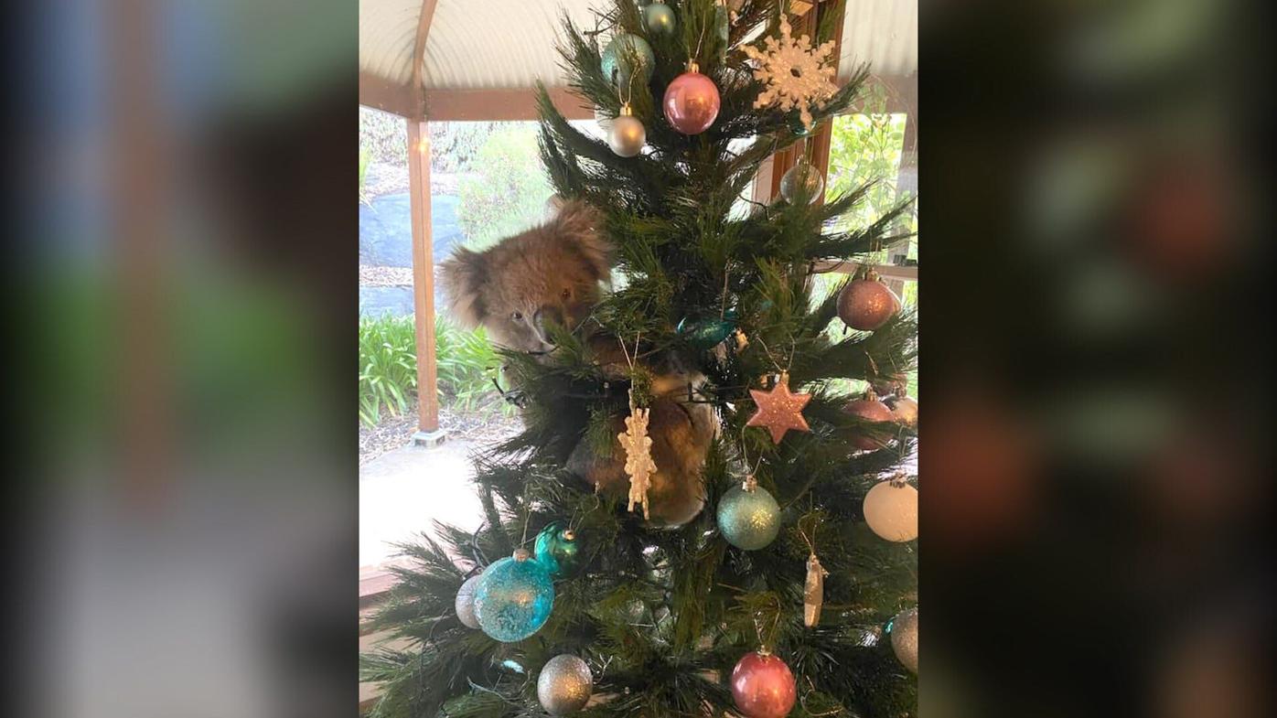 Curious Koala Sneaks Into Australian Home, Climbs Into Christmas Tree, Becomes Adorable Ornament | | Local3News.com
