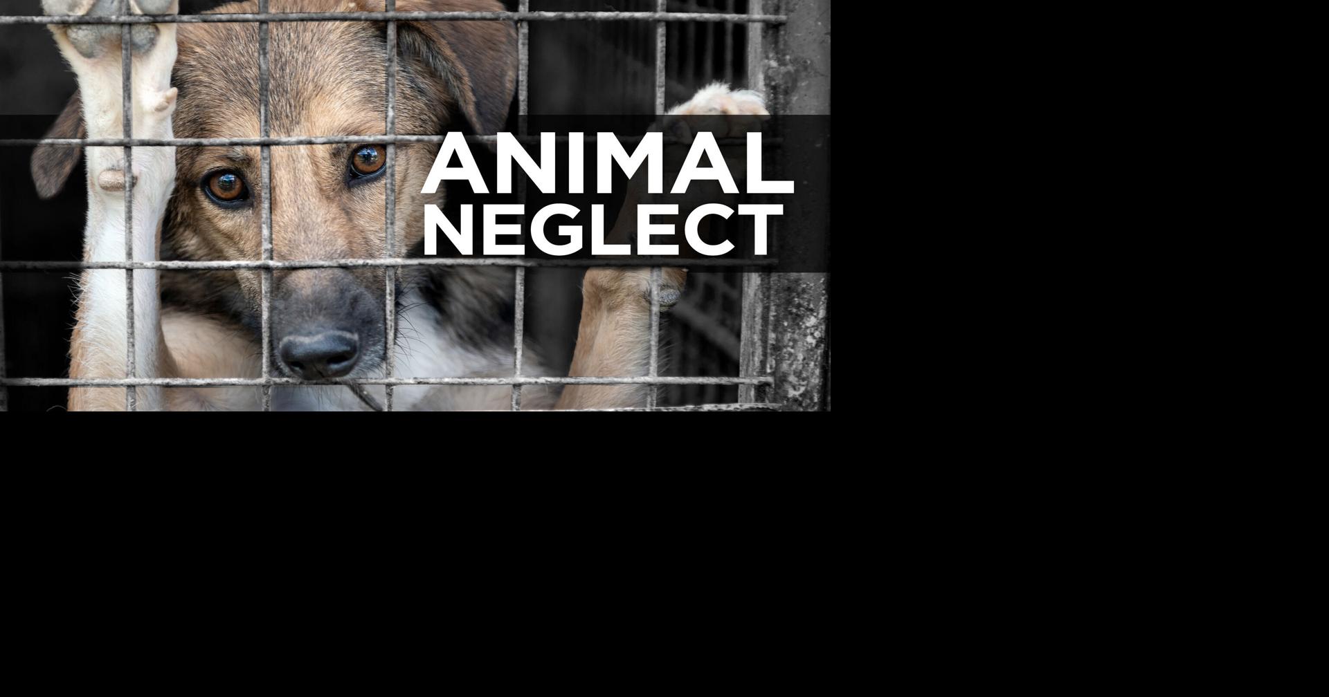 Pets adjusting, shelters needing help after 260 pets rescued from Trenton home | Local News