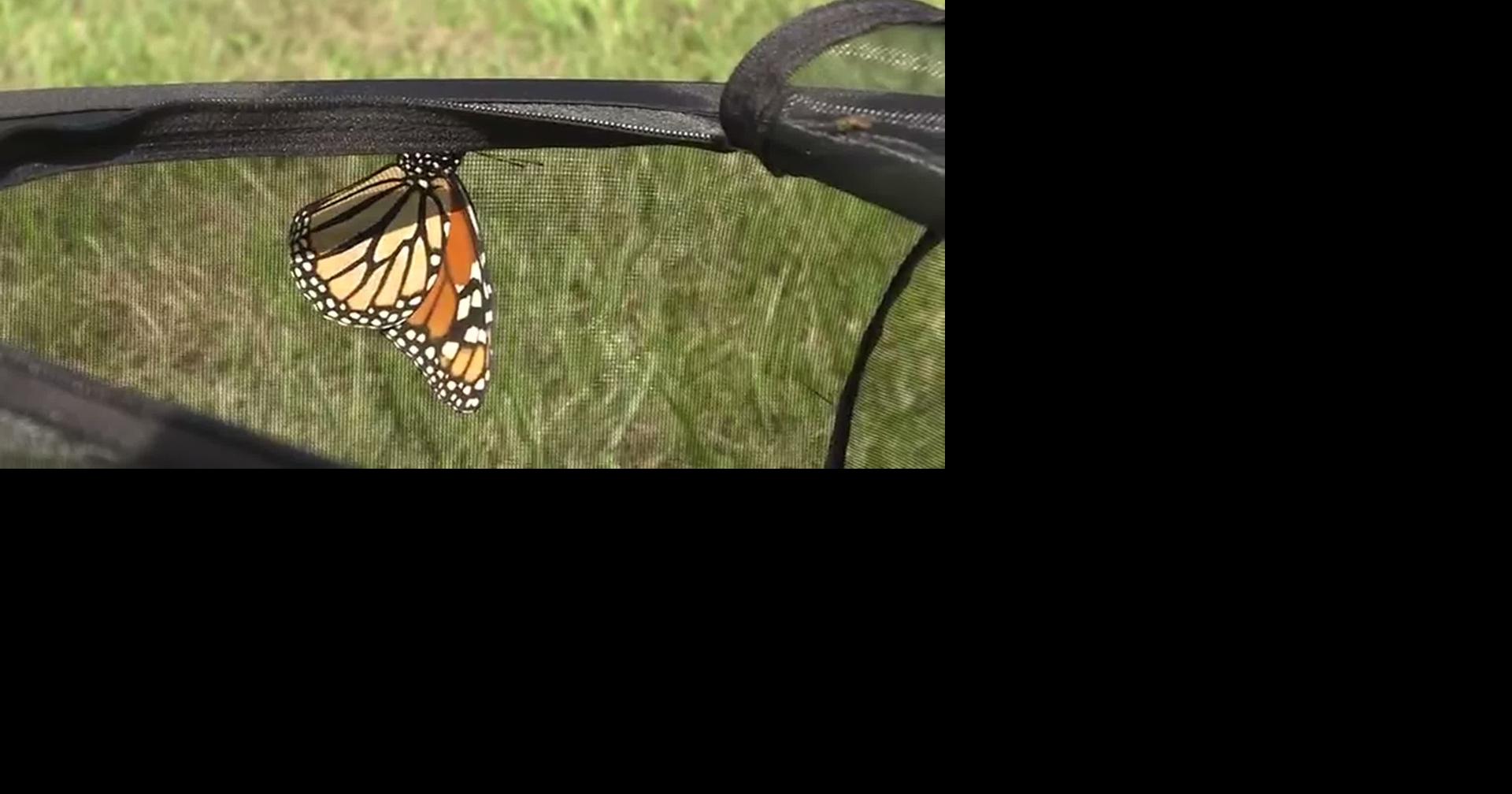 RAW: WI: TINY TRACKERS FOR MONARCHS: NICE TO HAVE AROUND