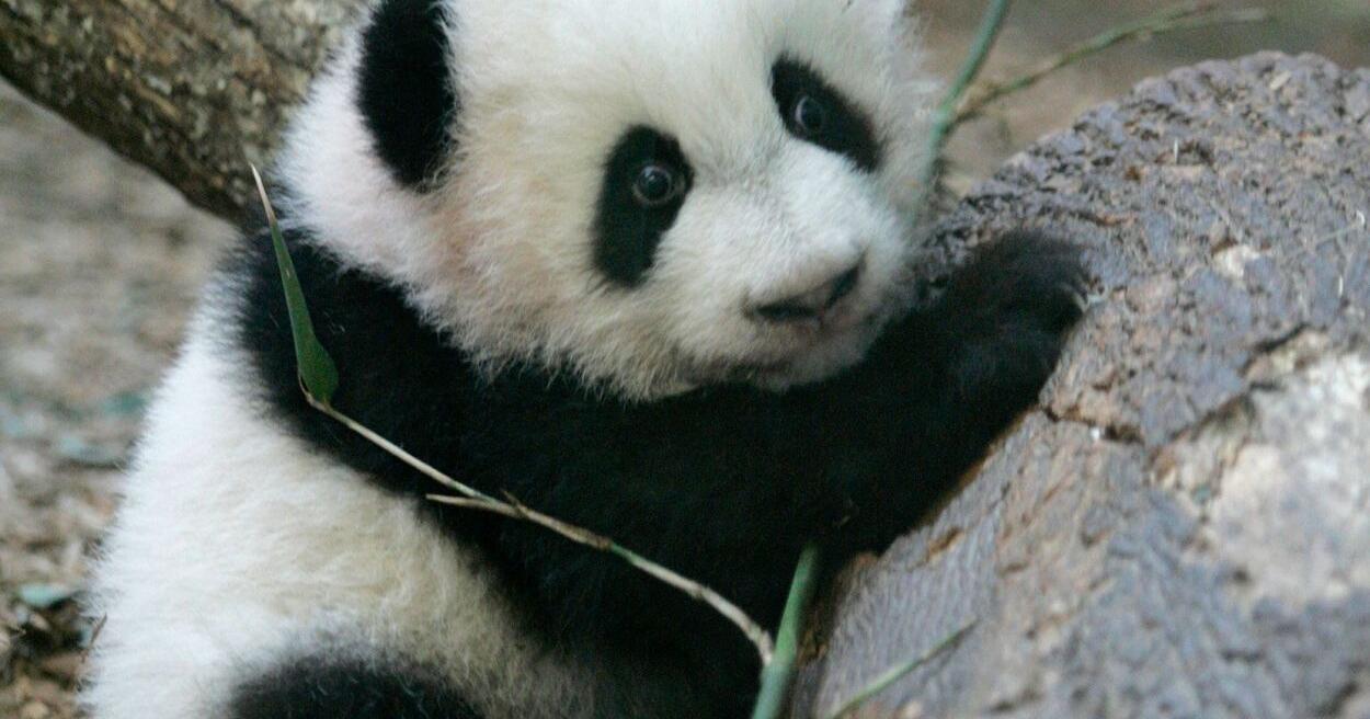 Zoo Atlanta's giant pandas will be sent to China later this year | Regional/National Headlines - Vimarsana News