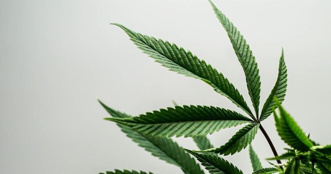 TN hemp stores can operate under 2023 rules until licenses expire, new agreement says