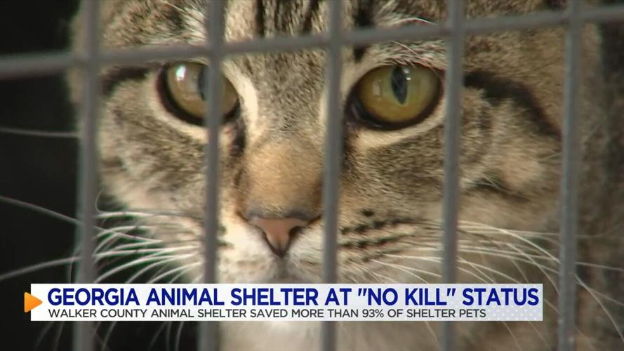 Walker County Animal Shelter reaches "nokill" status Local News