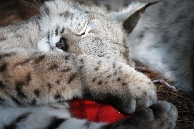 Chattanooga Zoo loses beloved bobcat after 19 years from cancer battle