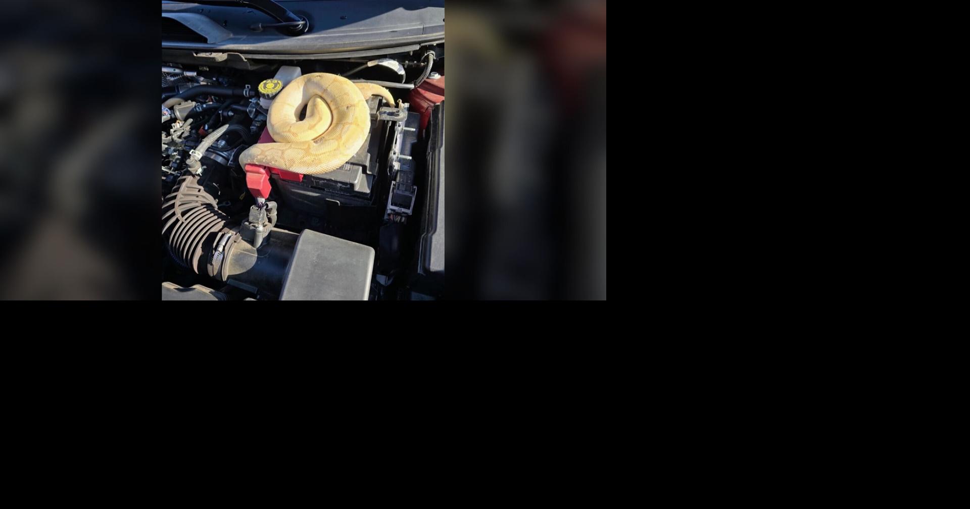 Tennessee Man Finds Yellow Python in Car | Local News | local3news.com
