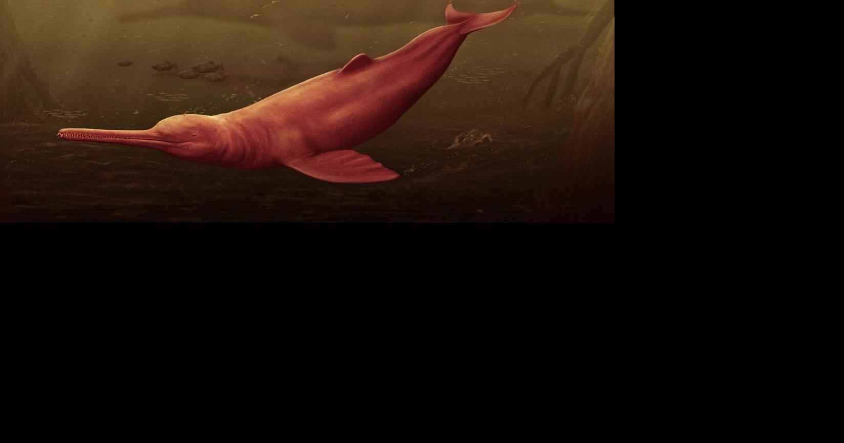 Ancient giant dolphin discovered in the