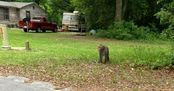 South Carolina Authorities Search for Wayward Primate | Regional/National Headlines - Vimarsana News
