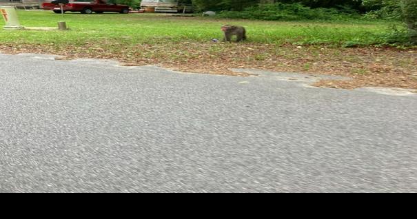 South Carolina Authorities Search for Wayward Primate | Regional/National Headlines